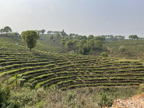 云南普洱市茶葉