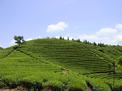 天榮茶業加盟,創業天榮茶業讓您開開心心賺錢!