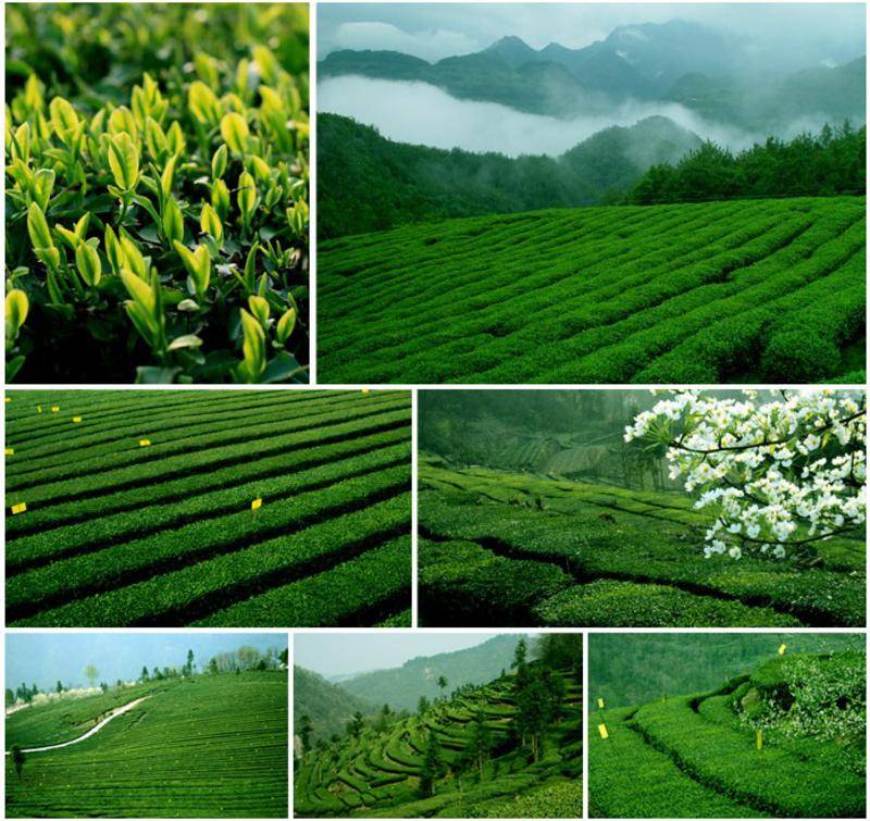 【湖北特產(chǎn)】2013年新茶采花毛尖品韻梅款(貢芽特級)192g