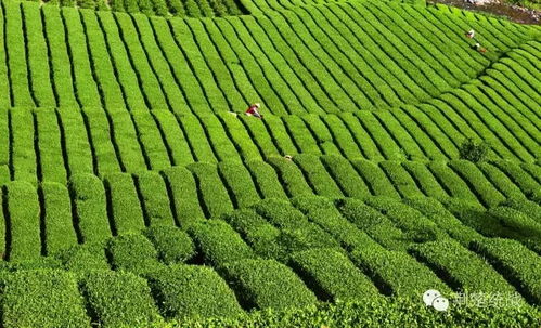 湖北鑫農(nóng)茶業(yè) 打造產(chǎn)業(yè)扶貧新樣板的實(shí)踐與探索