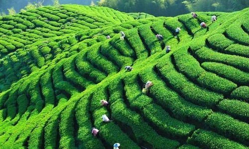 中國茶業百強企業盤點 浙江華茗園位列探花，四川文君茶業展露鋒芒